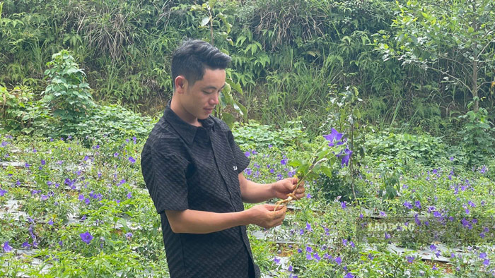 Anh Sung Seo Senh phan khoi vi co nguon kinh te on dinh tu khi trong cay duoc lieu.