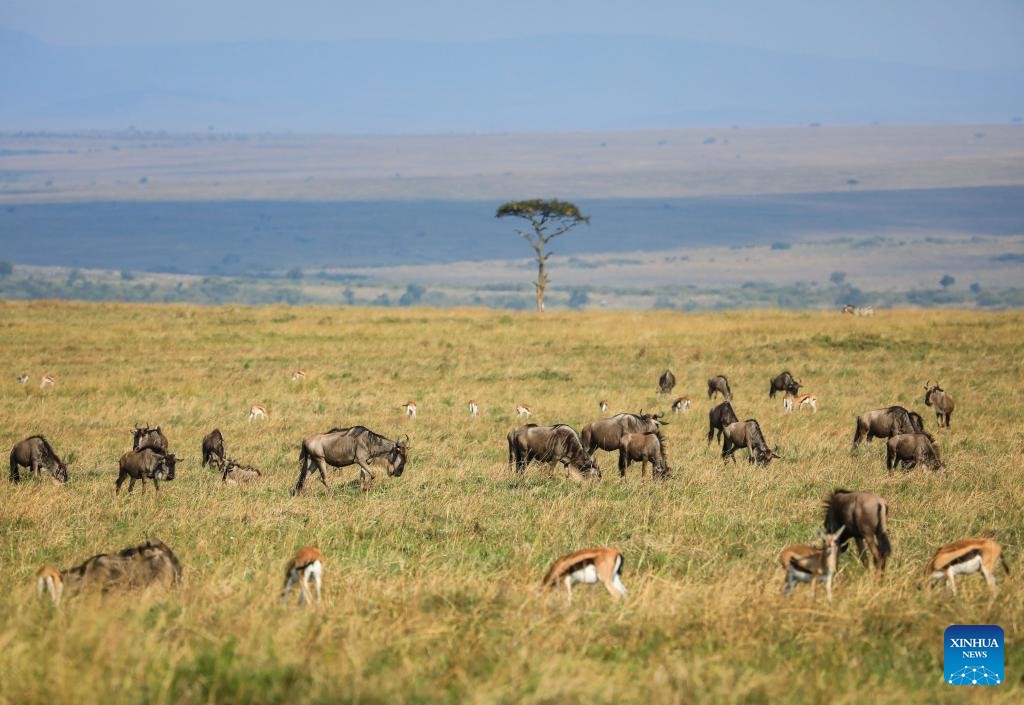 The cow-headed caterpillar and gazelle caterpillar were spotted in Masai Mara National Reserve in Kenya on July 30, 2025. Photo: Xinhua