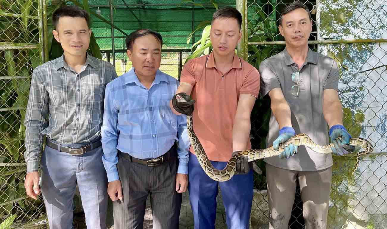 The python caught in a net was handed over by the people to Vu Quang National Park for release into the wild. Photo: Quang Vu.