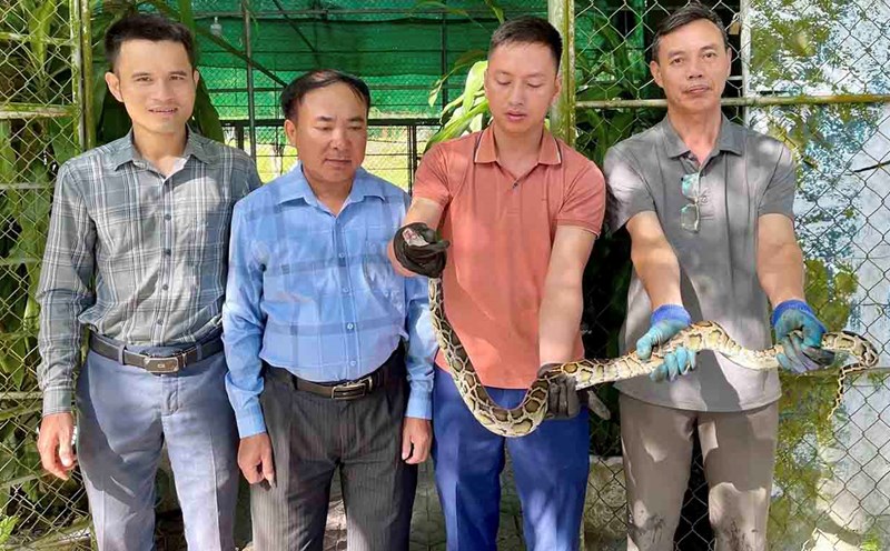 People caught a 5kg python in rice fields