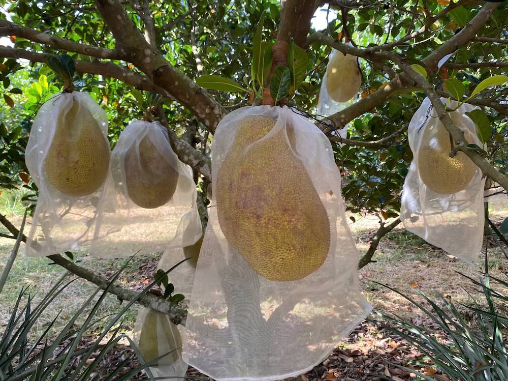 Nhieu ho dan trong xa dang chuyen doi sang trong mit ruot do. Anh: Ngo Hien