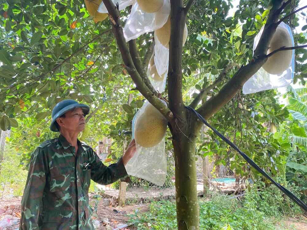 Nhung trai mit ruot do cua ho gia dinh ong Bui Anh Tuan. Anh: Ngo Hien
