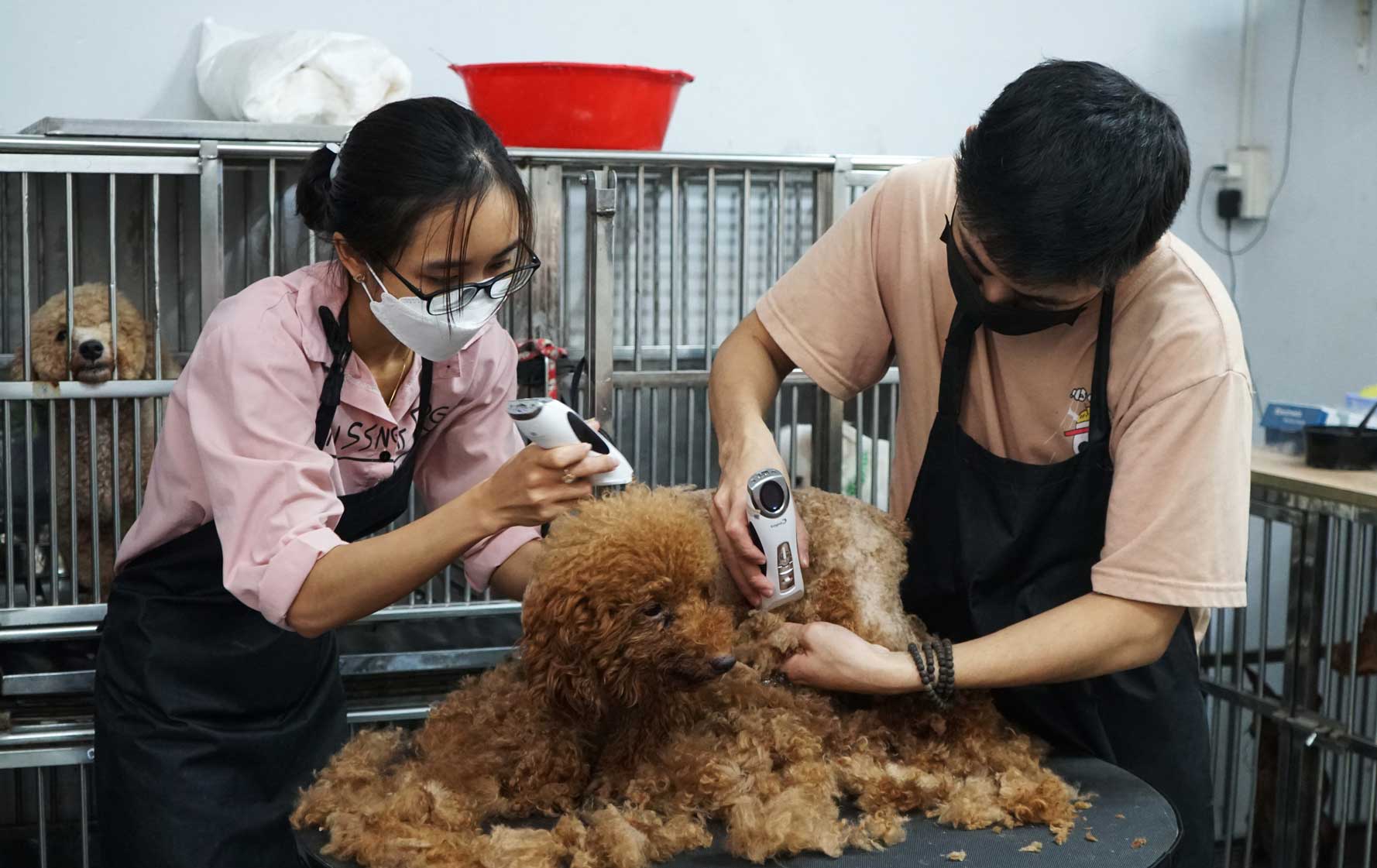 Cac dich vu cham soc thu cung nhu cat, tia, tam goi,... duoc nhieu nguoi ua chuong khi thoi tiet mua bao. Anh: Han Nghien