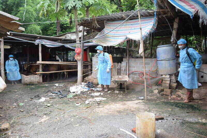 トゥアンチャウコミューンの機能部隊が畜舎の消毒、アフリカの豚糞病の予防を行っています。写真:Truong Son