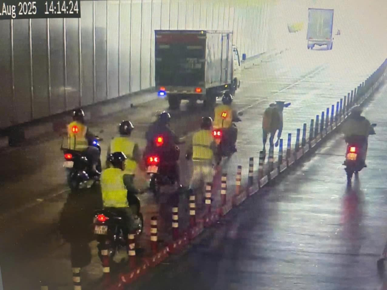 サイゴン川のトンネルの職員が、安全を確保するために牛を追いかけ、阻止、捕獲しています。写真:ミン・バン