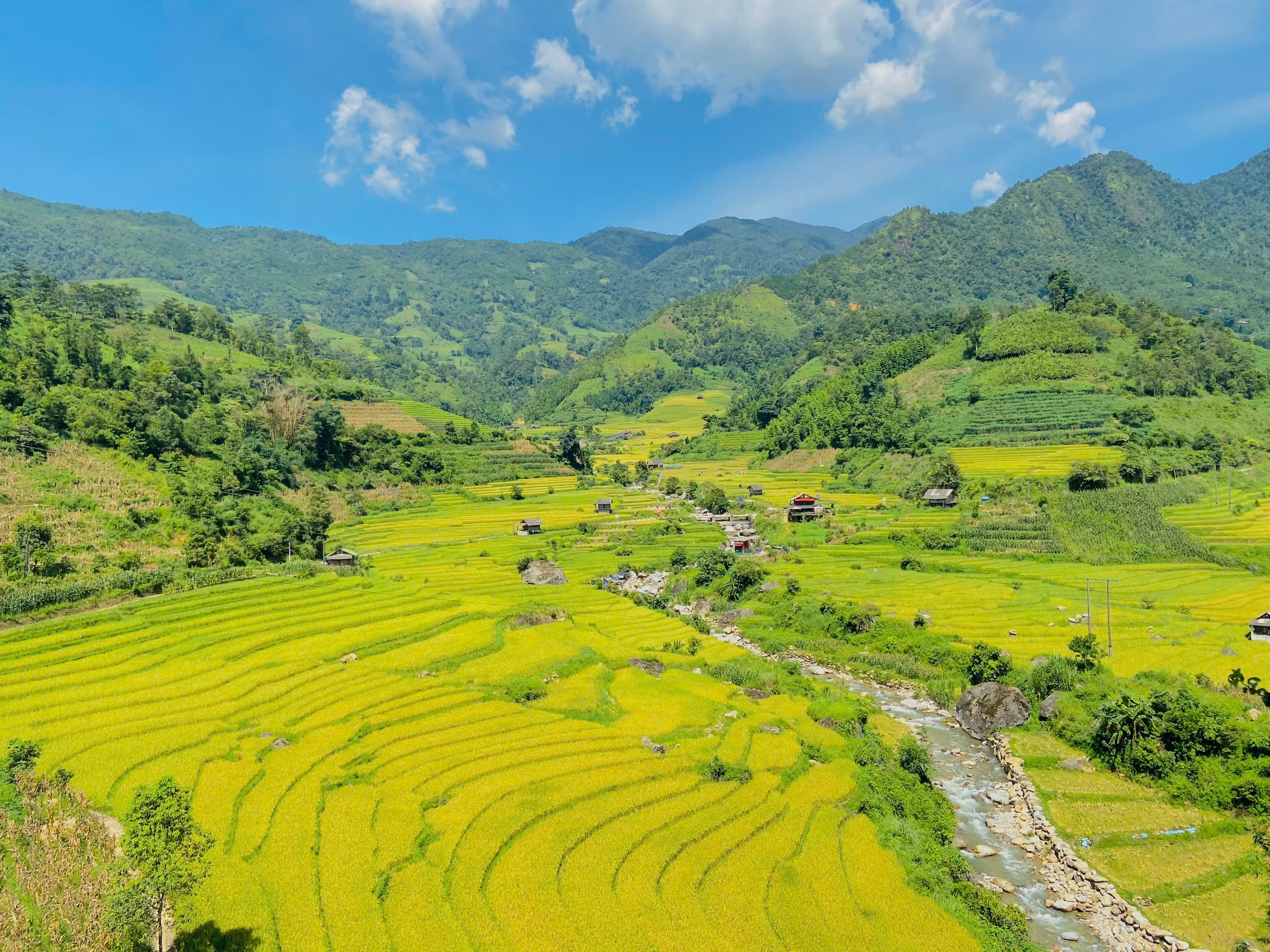 Từng lớp sóng lúa uốn lượn mềm mại trên sườn đồi, nhuộm vàng cả một góc trời.