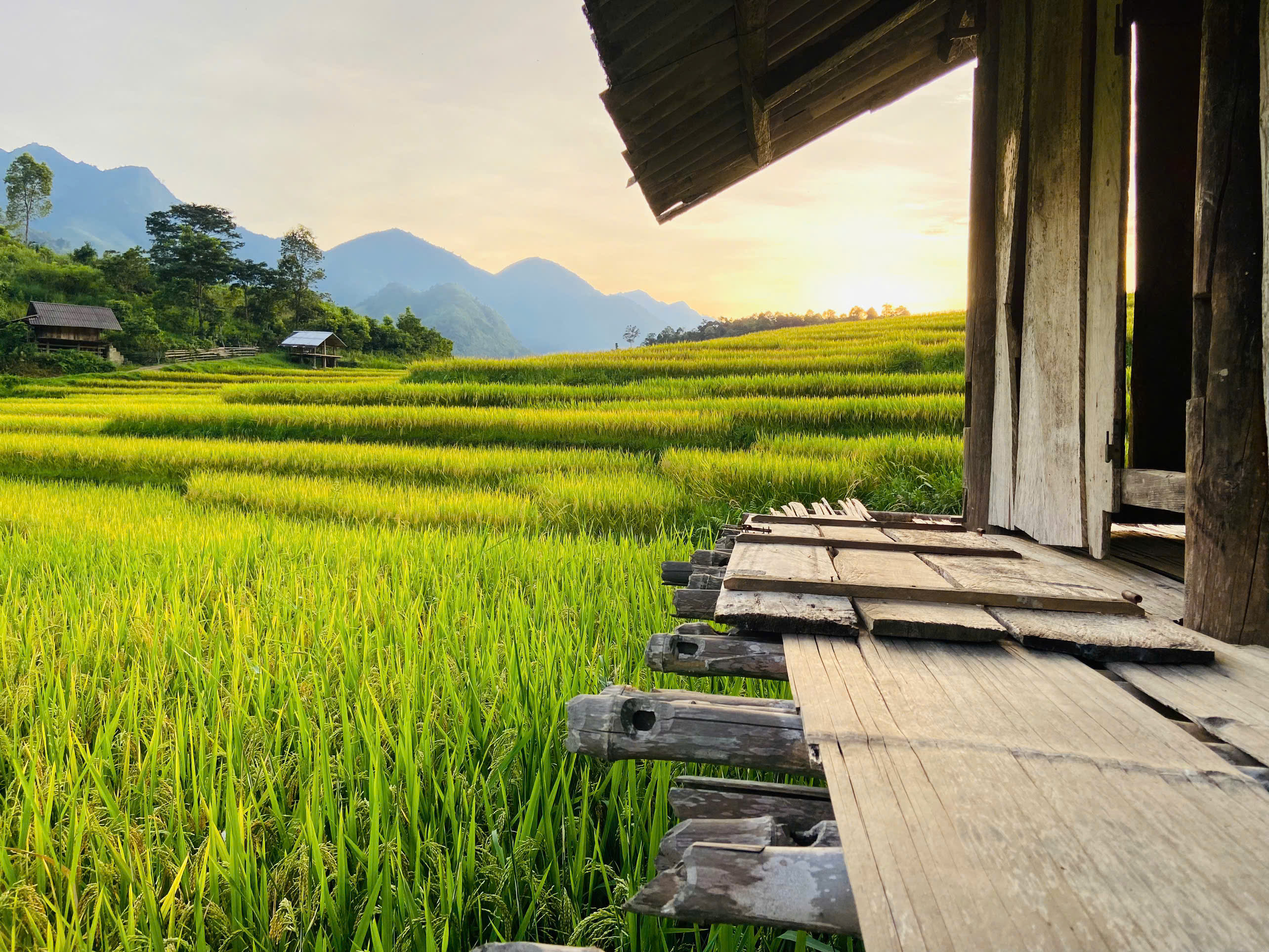 Những chiếc chòi gỗ nhỏ đơn sơ, nằm giữa bạt ngàn ruộng bậc thang.