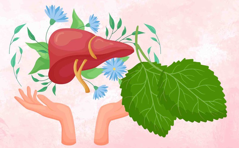 A familiar leaf that both cleans the lungs and cools the liver that many people ignore