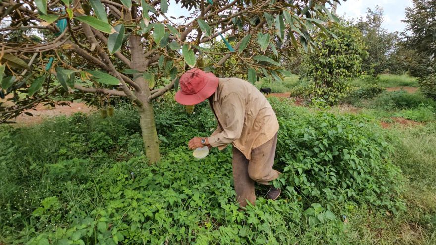 農民はドリアンを肥やします。写真：タン・キン