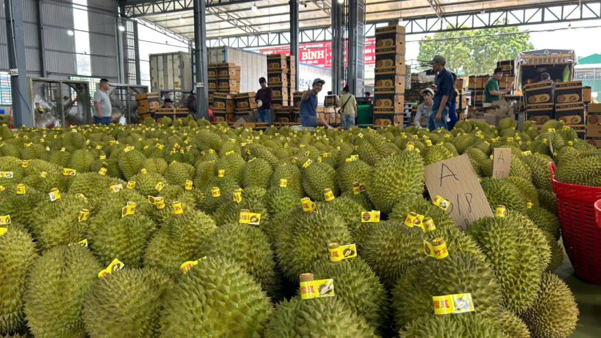 Sau rieng duoc xuat khau di Trung Quoc. Anh: Bao Lam