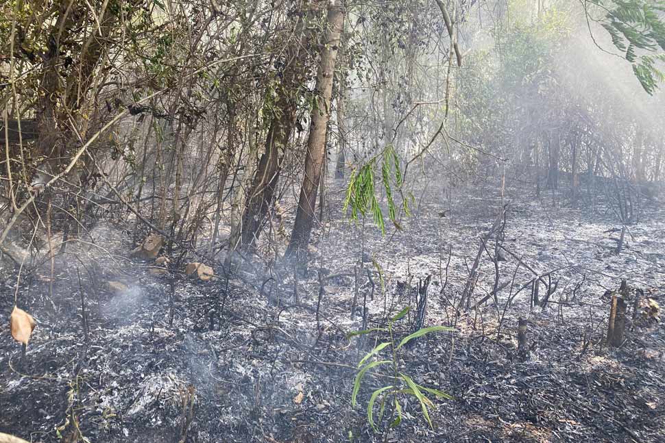 More than 7,000m2 of 5-year-old acacia forest of 3 households in Binh Hiep commune (Gia Lai) was burned down. Photo: Binh Hiep