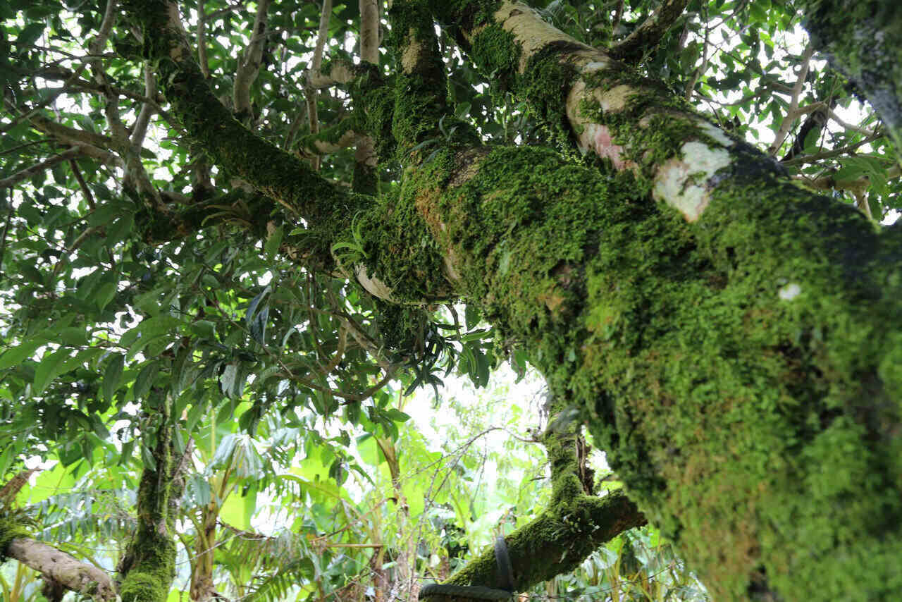 Cay che Shan Tuyet co thu tai xa Pa Co, tinh Phu Tho. Anh: Binh Khang