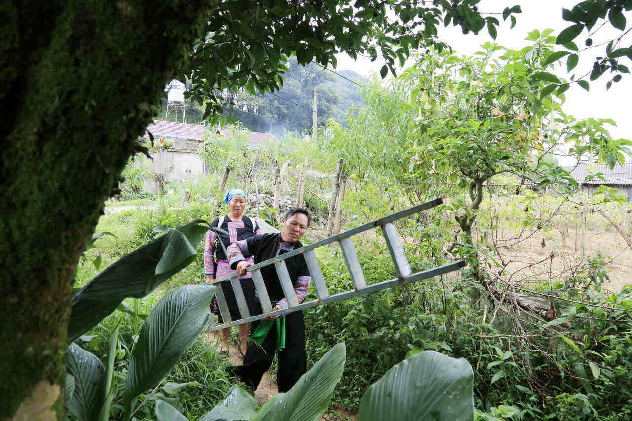 De thu hai che, ba con nguoi Mong tai xa Pa Co phai dung thang. Anh: Binh Khang