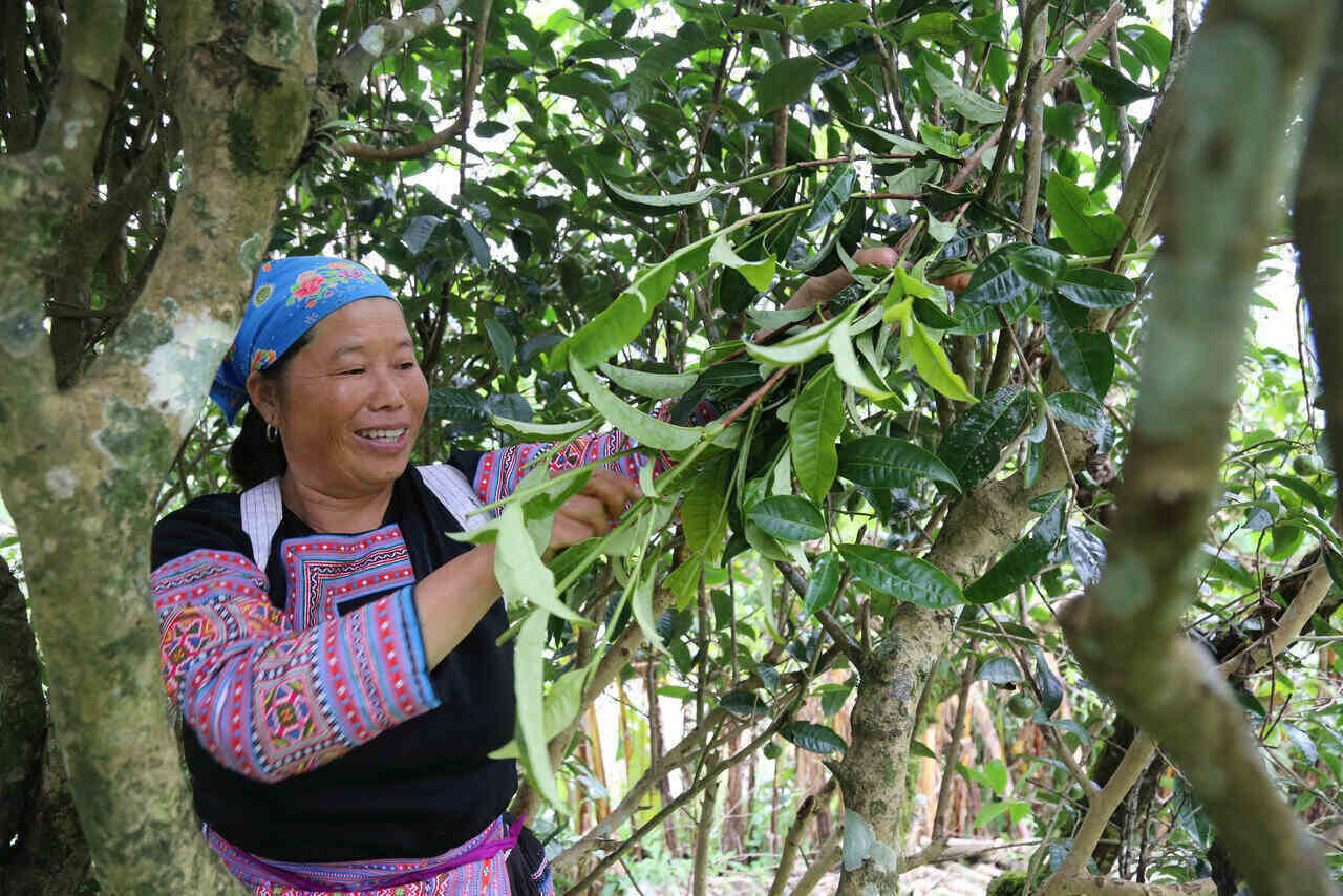 Theo nguoi dan cho biet, moi nam cay che Shan Tuyet co thu cho thu hai tu thang 3 den 9 duong lich. Anh: Binh Khang