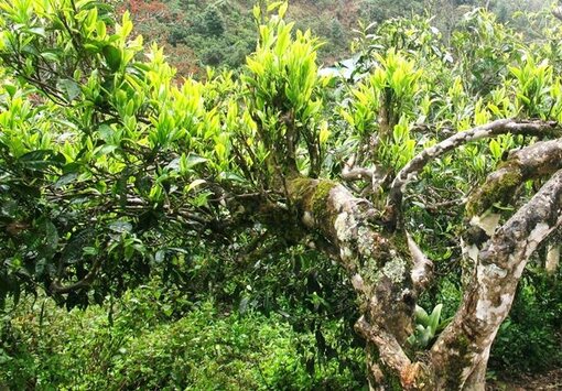 Theo thong ke cua UBND xa Pa Co, hien toan xa co khoang 1.400 cay che Shan tuyet co thu. Anh: Nguoi dan cung cap