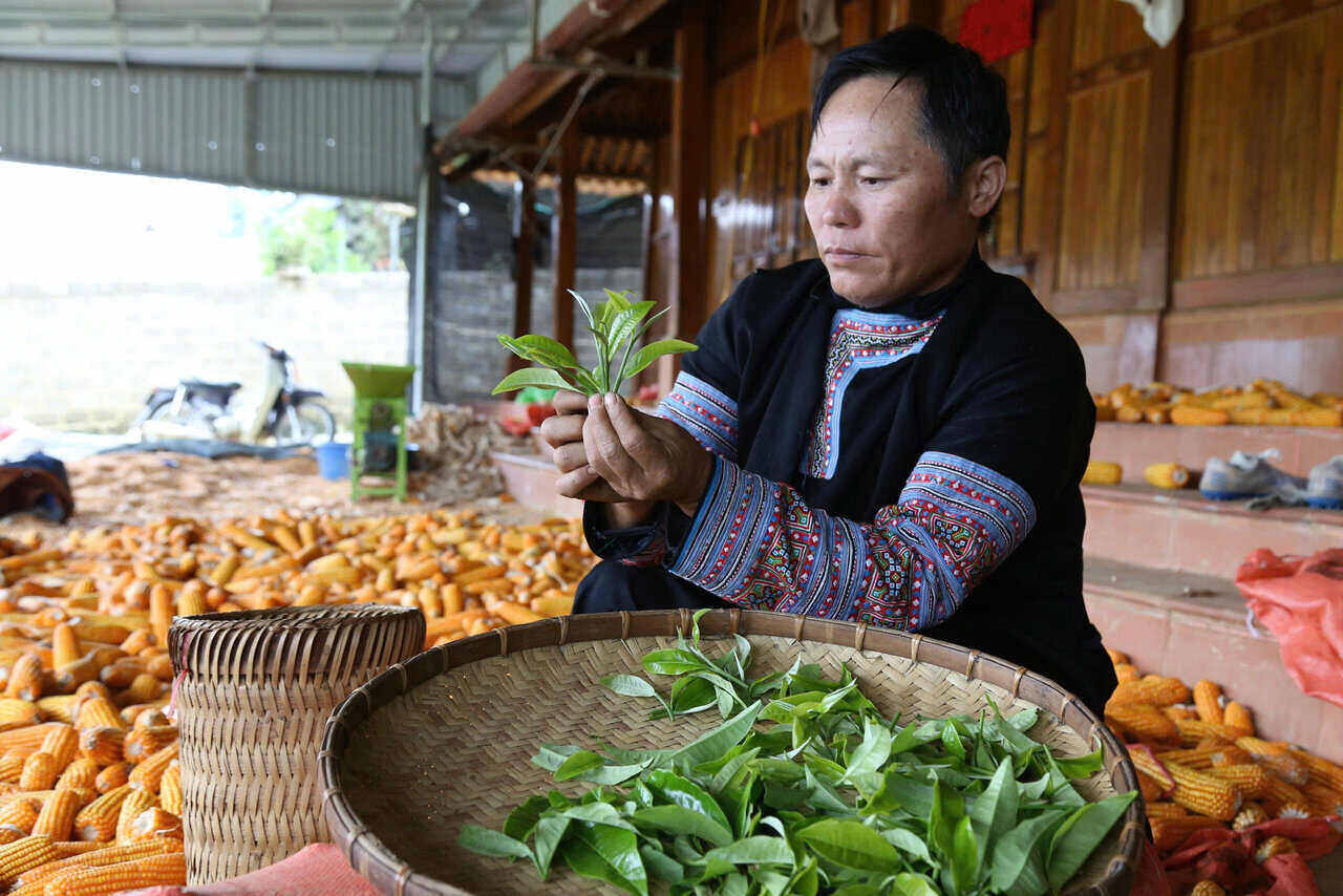 Ong Phang A Gang, xom Cha Day la nguoi thu mua bup che co thu cua ba con. Anh: Binh Khang