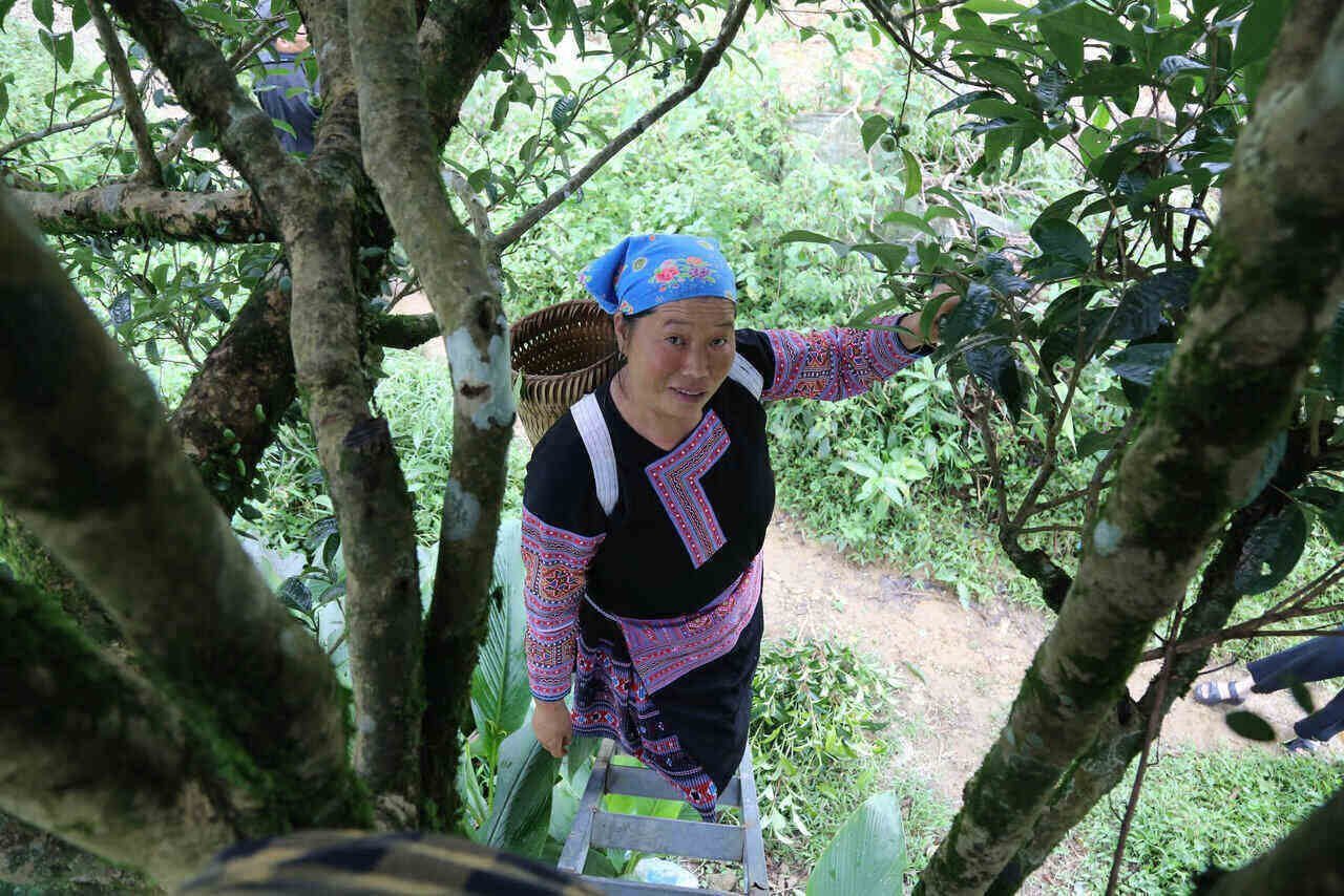 The hundred-year-old Shan Tuyet tea tree in Pa Co commune, Phu Tho province. Photo: Binh Khang