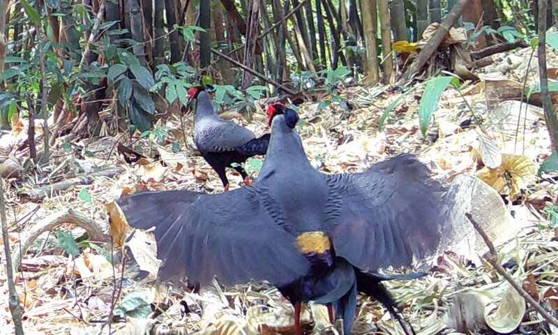The pink-throated chicken in Chu Mom Ray National Park, Quang Ngai province. Photo: Xuan Thuy