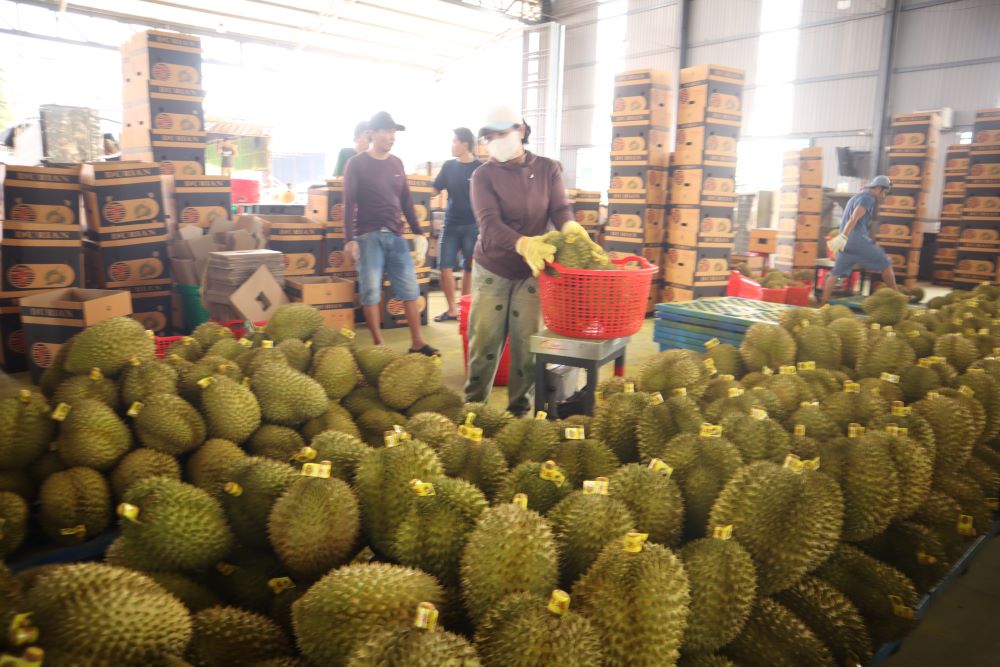 Enterprises cooperate with each other to connect and consume durian. Photo: Thanh Quynh