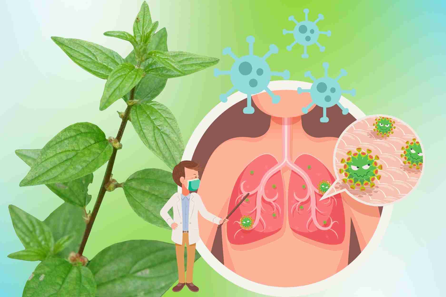 Natural herbs help inhibit tuberculosis bacteria, effectively reduce pneumonia