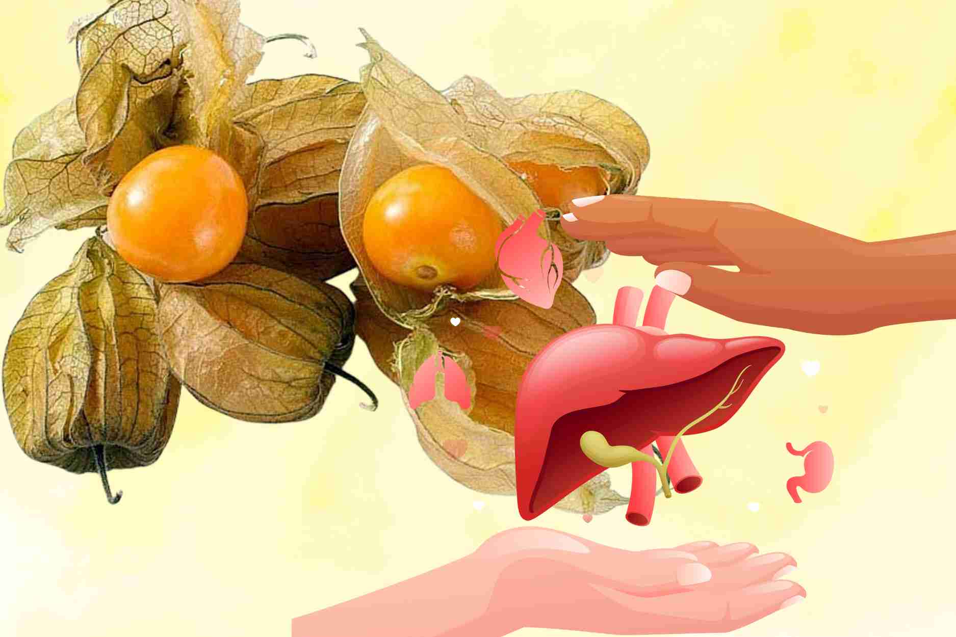 Wild plants growing along the road are a valuable medicine to help cool down and detoxify the liver