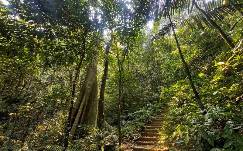 By the evening of August 16, the male tourist who went missing in Cuc Phuong National Park, Ninh Binh province had not been found. Photo: Huong Chi