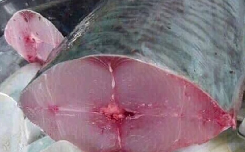 Autumn fish is good for sleep. Photo: Kieu Vu