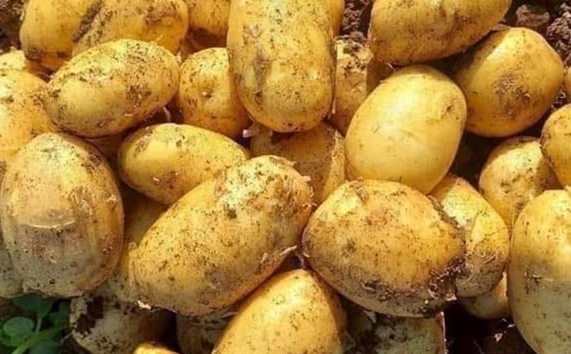 Potatoes are not the "guide" for weight gain, but on the contrary, solids support the weight loss process effectively. Photo: Kieu Vu