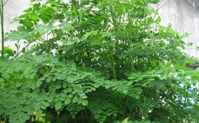 Moringa. Photo: Bich Nhung