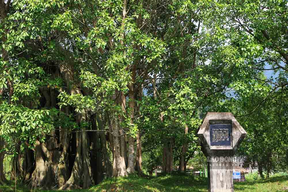 Tan Trao banyan tree relic, where General Vo Nguyen Giap read Military Command No. 1. Photo: Nguyen Tung.