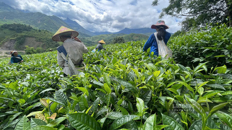 Nguoi dan tap trung san xuat, phat trien kinh te. Anh: Dinh Dai