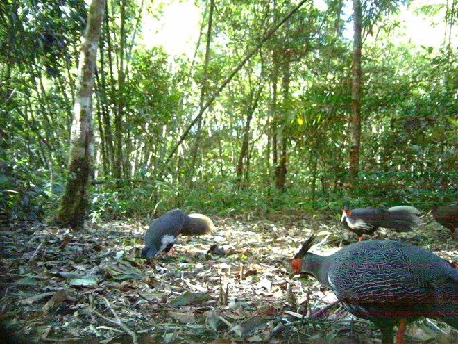 Close-up of the white-legged chickens living in Chu Yang Sin National Park. Photo: VQG Chu Yang Sin