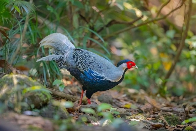 White-cheed chickens with the scientific name Lophura nycthemera have been converted to Cat mucque IIB according to Circular 27 of the Ministry of Agriculture and Environment. Photo: Thuy Linh