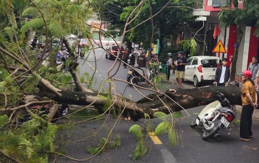 Scene of a royal poinciana tree falling on 2 motorbikes on Ham Nghi Street. Photo: Q.Tri