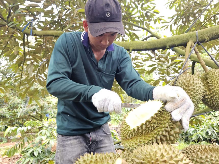 Check the quality of durian rice. Photo: Thanh Quynh
