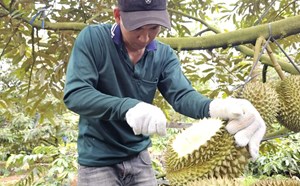 Thủ phủ sầu riêng Đắk Lắk cần bộ quy chuẩn đánh giá chất lượng