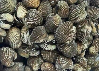 Eating blood cockles properly will be good for kidney health. Photo: Kieu Vu