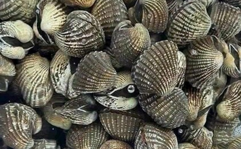 Eating blood cockles properly will be good for kidney health. Photo: Kieu Vu