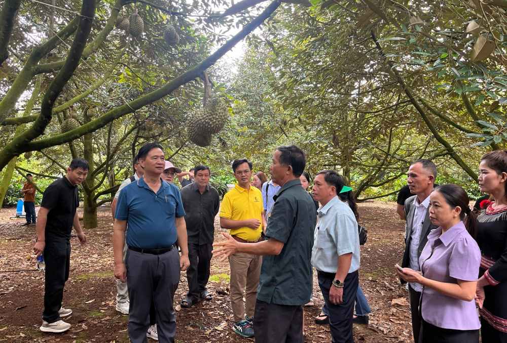 Doan khach Trung Quoc tham quan vuon sau rieng diem tai xa Ea Knuec. Anh: Chi Long