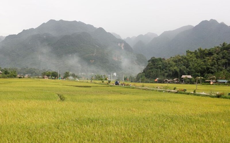 Some regulations on rice-growing land have been amended. Photo: Nguyen Ha