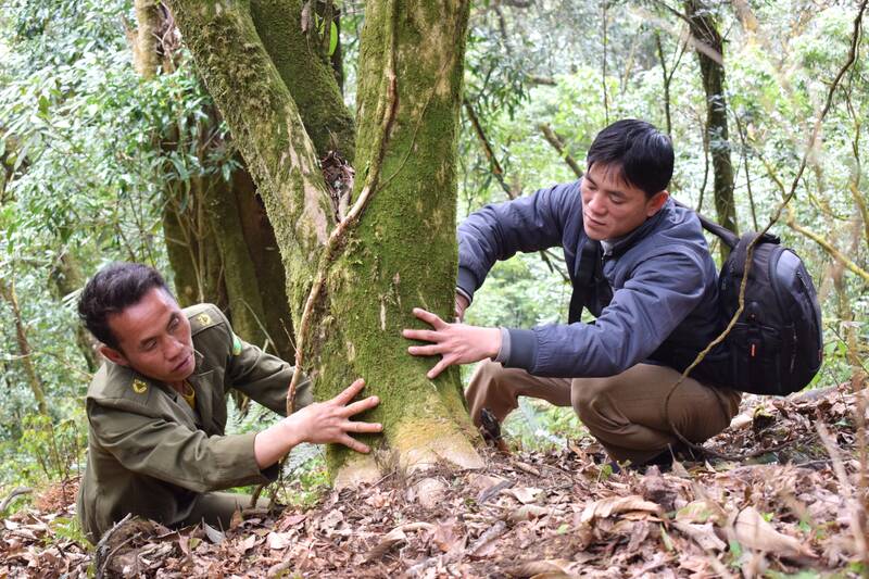 Kiem tra va danh dau nhung cay che co thu, ban Nam Nghiep, xa Ngoc Chien, tinh Son La. Anh: Truong Son