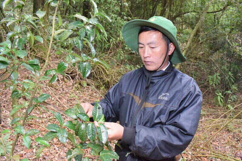 Che co thu duoc hai ve su dung. Anh: Truong Son