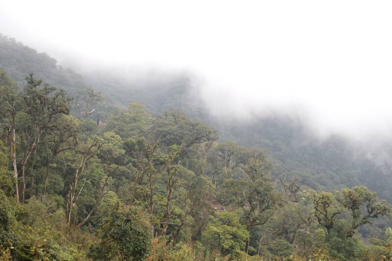 森に生えている古風な茶の根元は、Ngoc Chien 村の Nam Nghiep 村で「珍物」と見なされています。写真:Truong Son