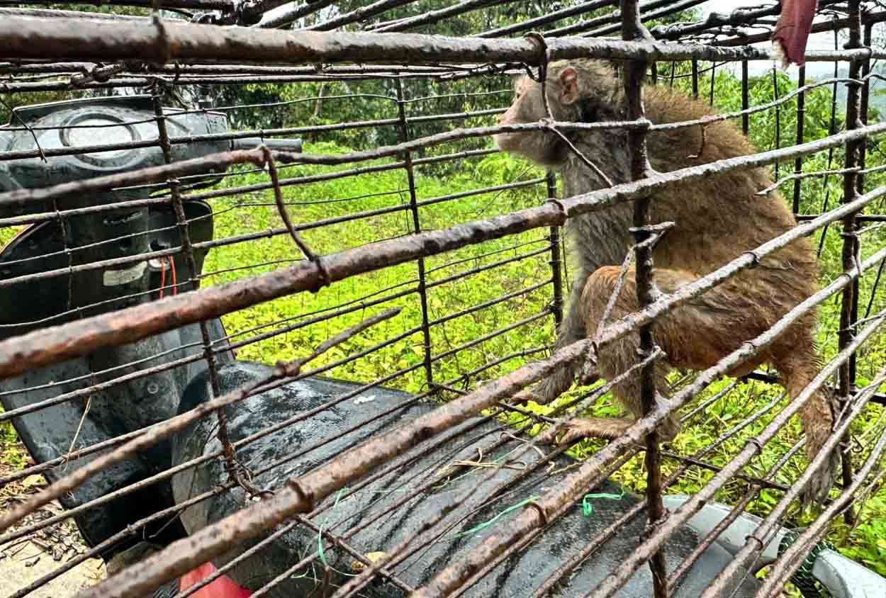 住民が捕獲したカミソリの個体は、その後、当局に引き渡して自然に放つ。写真:スアン・フオン