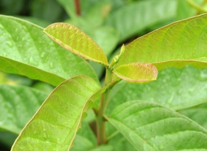 Guava leaves have many effects on eye health. Photo: Kieu Vu