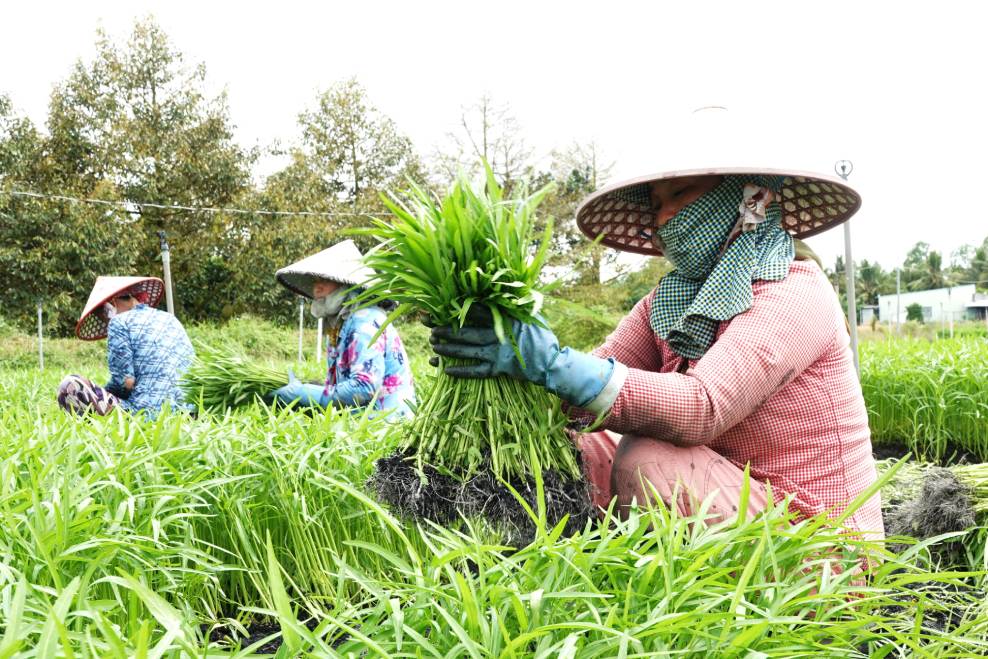 HTX cua ong duy tri phat trien on dinh, giai quyet viec lam cho nhieu lao dong. Anh: Ta Quang
