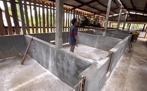 60.076 con lợn bị tiêu hủy vì dịch tả ở Quảng Ngãi