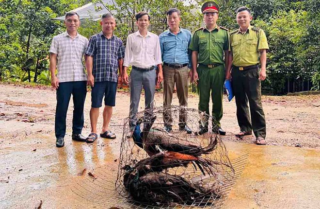 Tiếp nhận 3 cá thể công xanh, 1 cá thể rùa hộp trán vàng miền Bắc