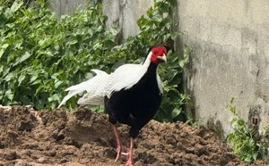 Gà lôi trắng quý hiếm đi lạc vào nhà dân ở TPHCM, được bàn giao cho kiểm lâm