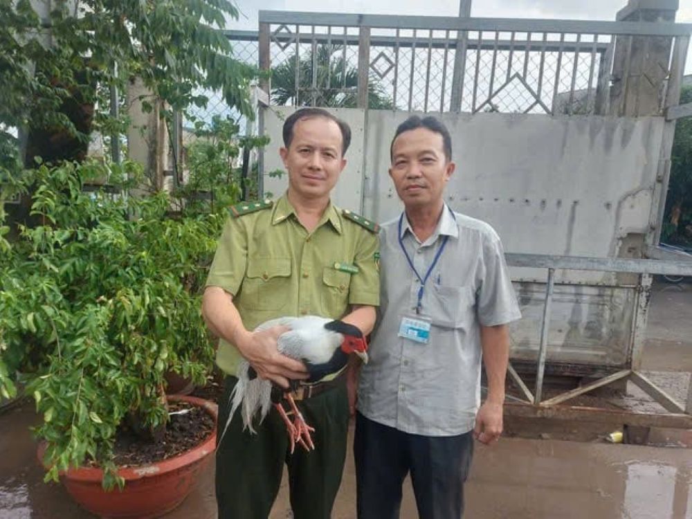Chi cuc Kiem lam TPHCM da tiep nhan con ga loi tu nguoi dan. Anh: Dong Hoang